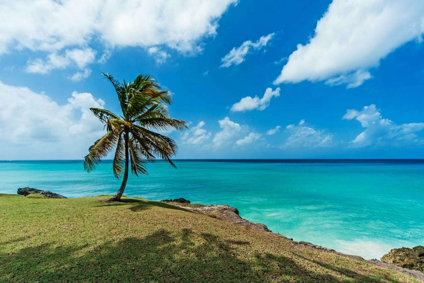 Lone palm over turquoise sea on a Barbados coast