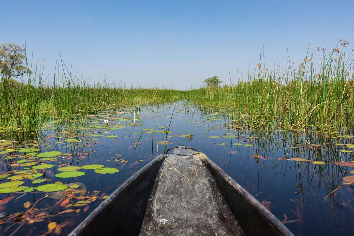 A mokoro canoe gliding through the Okavango Delta, Botswana