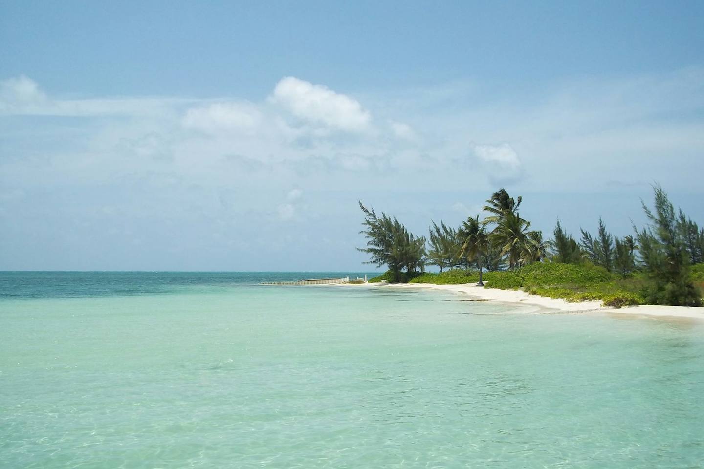Calm turquoise water and palm-lined beach in the Cayman Islands