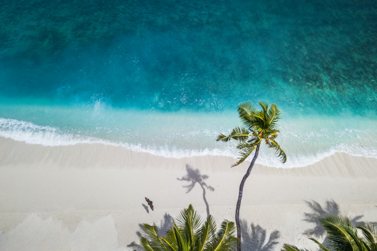 Palm-lined tropical beach with turquoise water