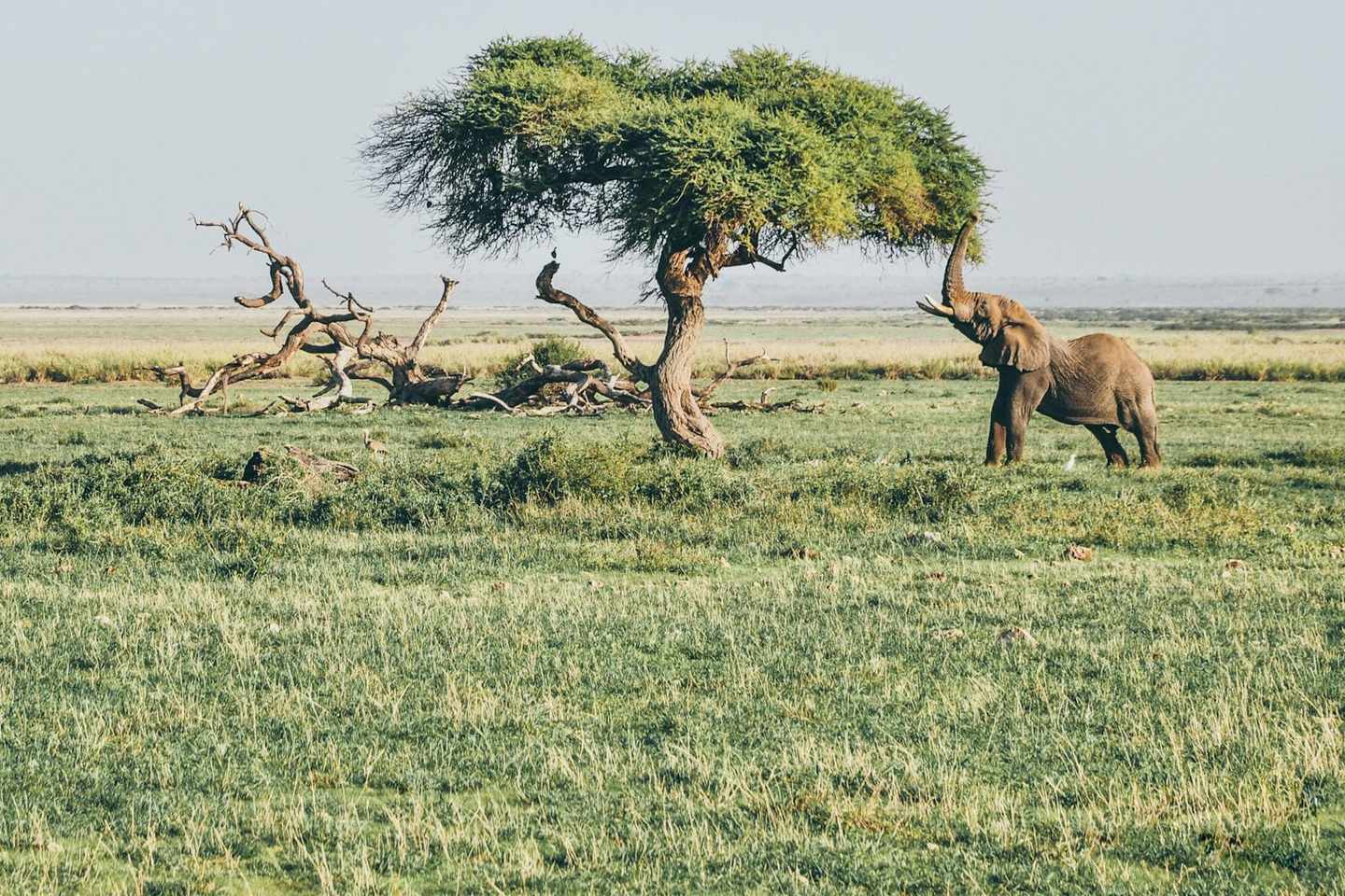 Planning a Safari? Compare Parks, Camps & Flights